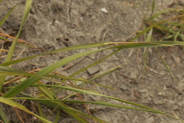 leaf tip mine