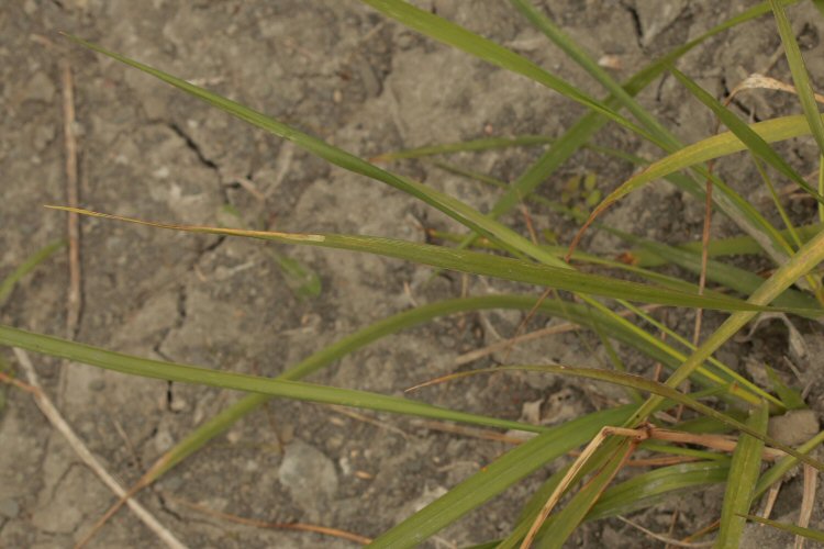 leaf tip mine