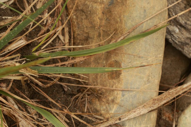 leaf tip mines