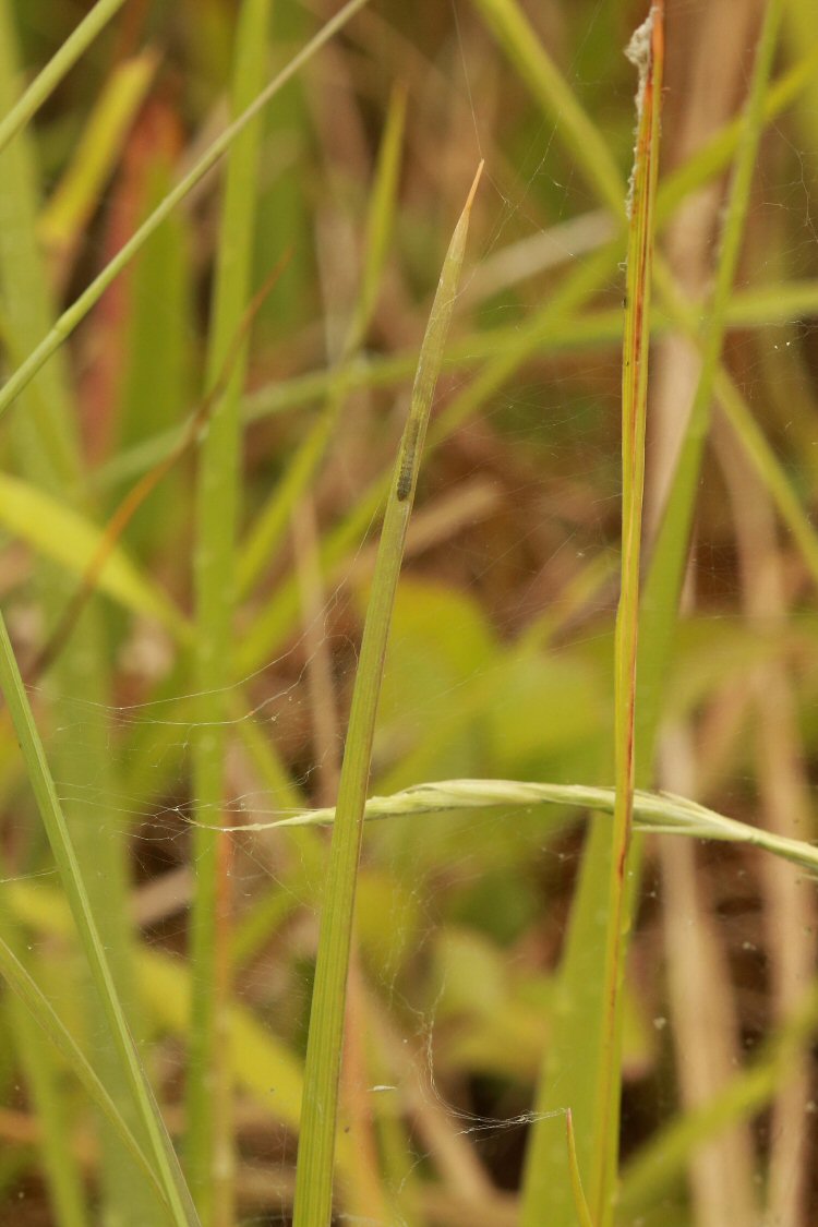 leaf tip mine
