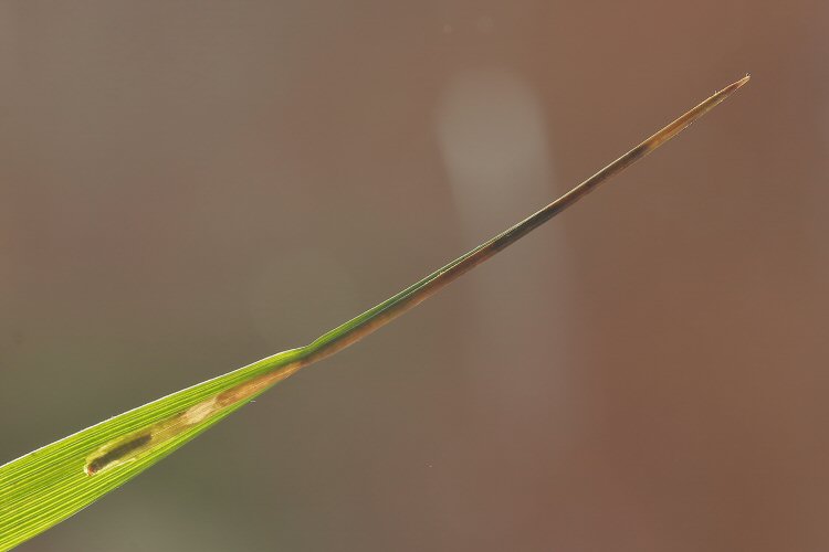 larva in mine