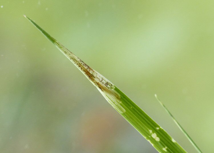 larva in mine