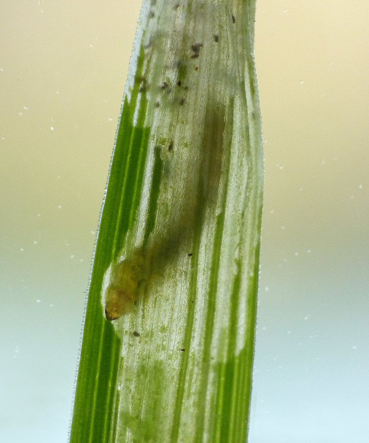 larva