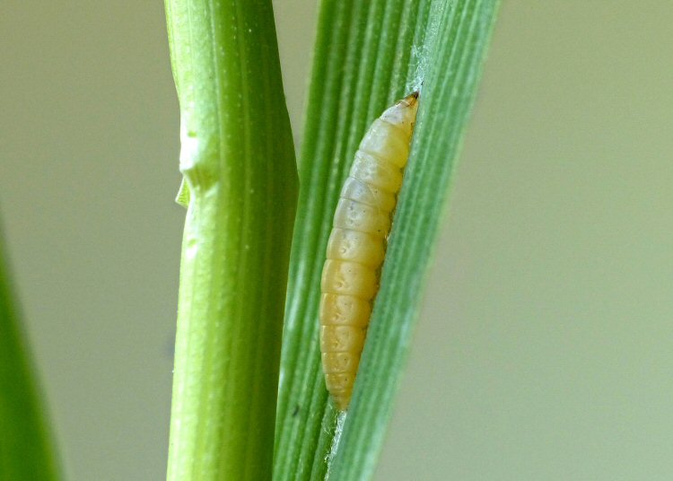 pupariating