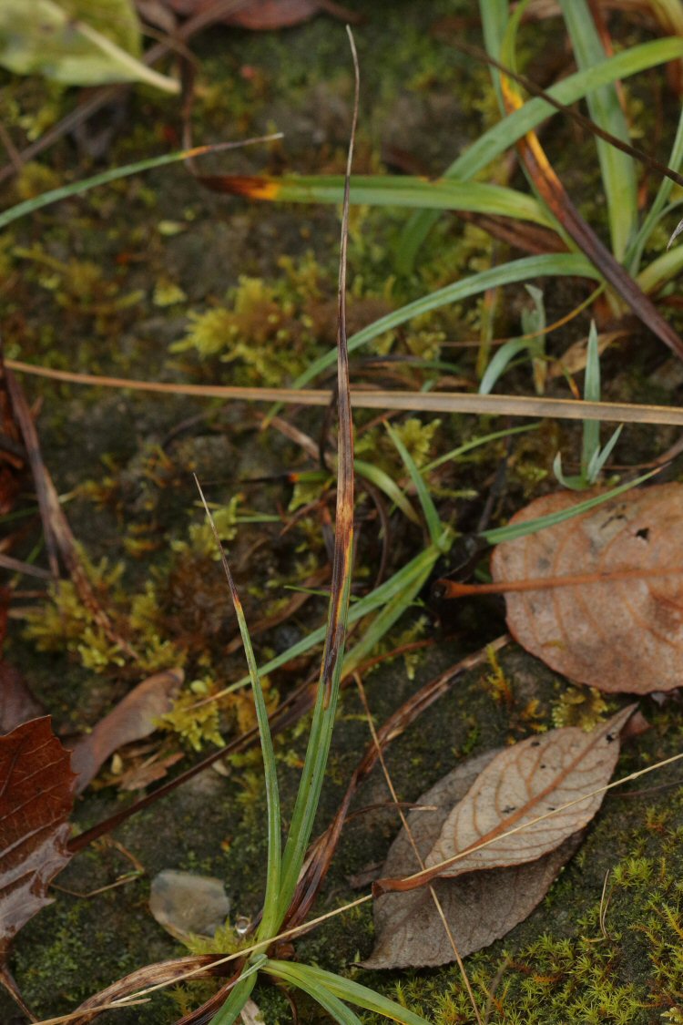 leaf tip dies