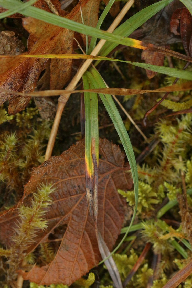 leaf tip dies
