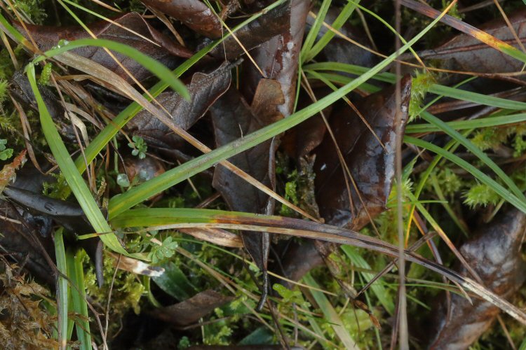 leaf tip dies