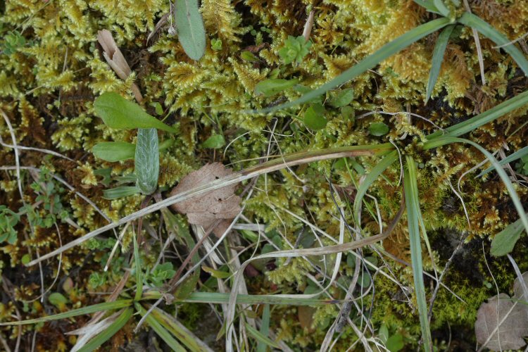 mine in spring
