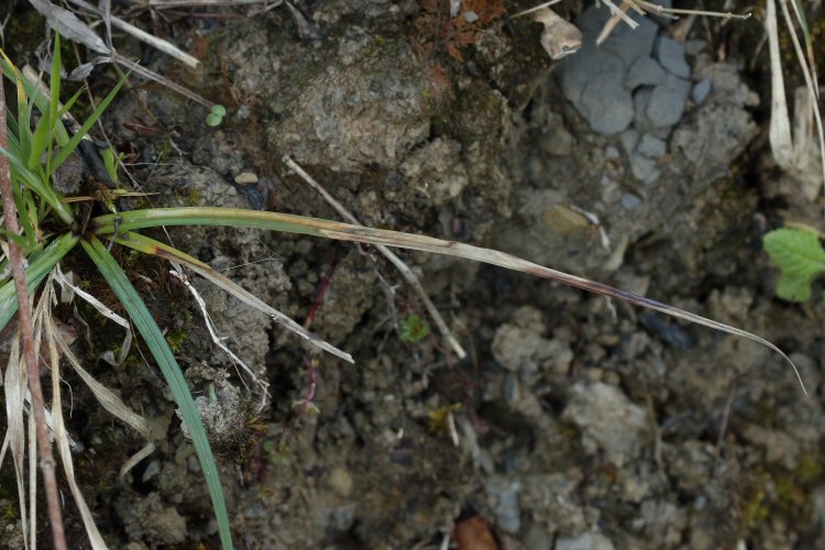 mine in spring