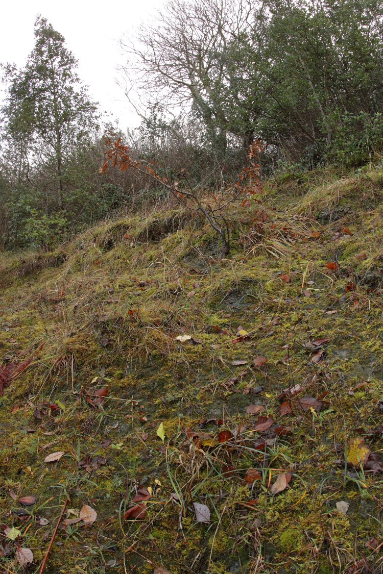 habitat