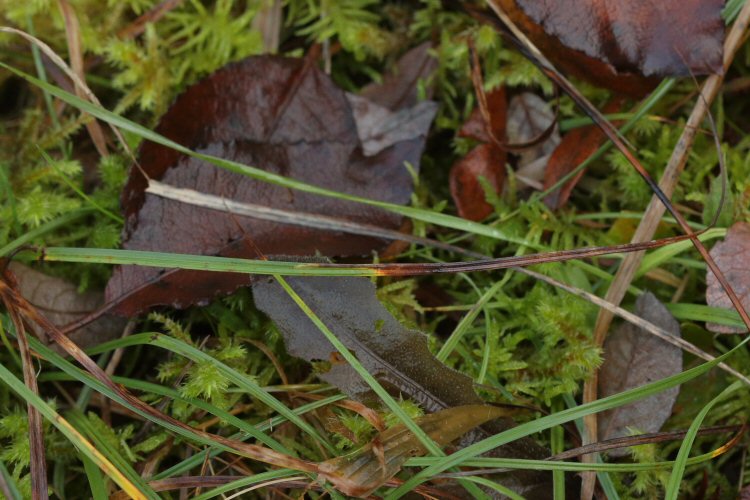 leaf tip dies
