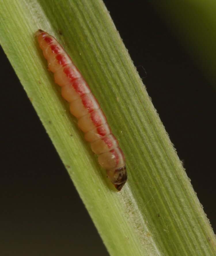 larva lateral view