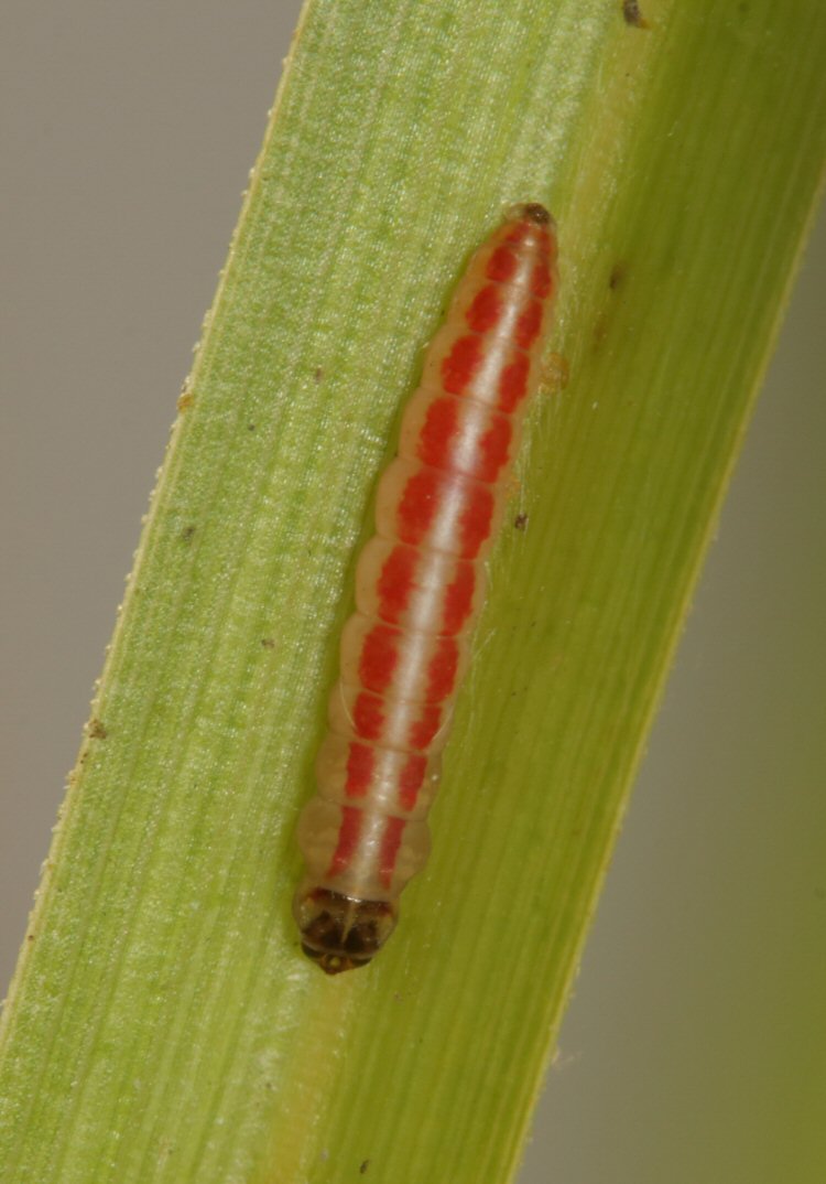larva dorsal view