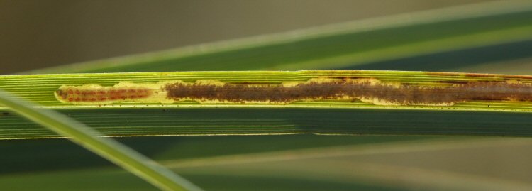 larva in mine