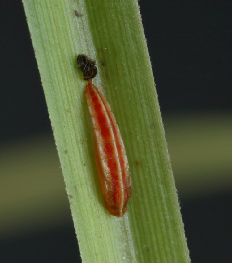 pupa dorsal view