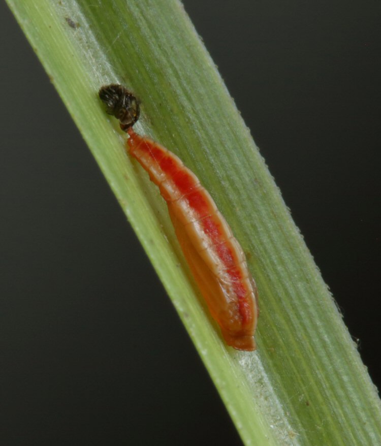 pupa ventral view