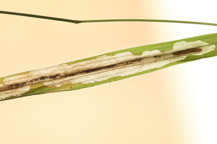 larva in mine