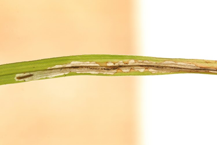 larva in mine