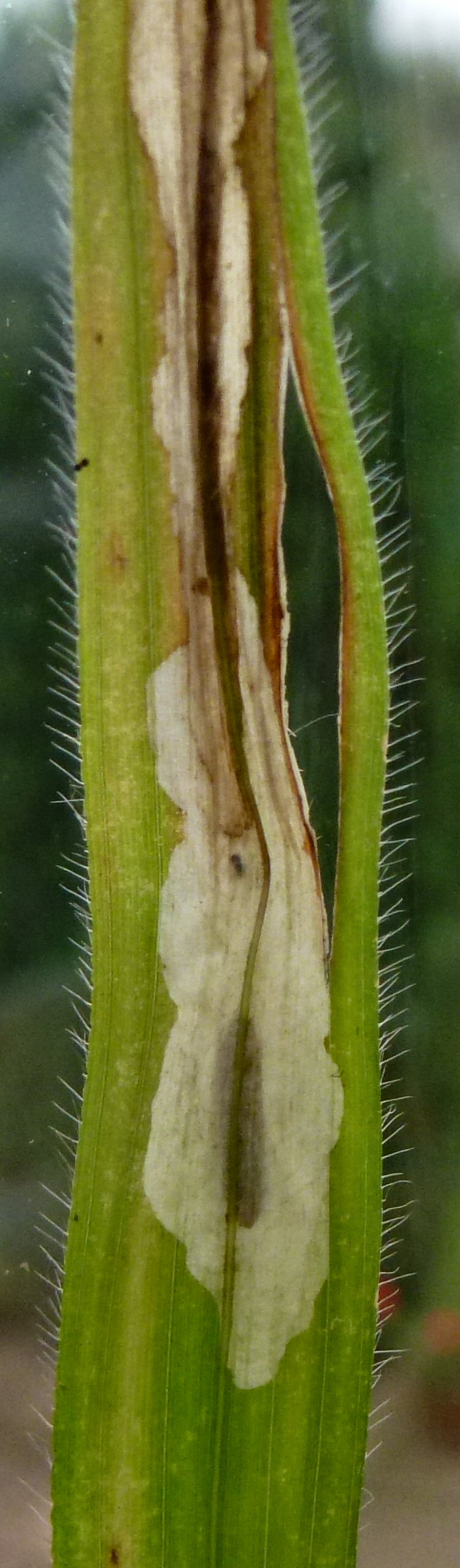 larva in mine