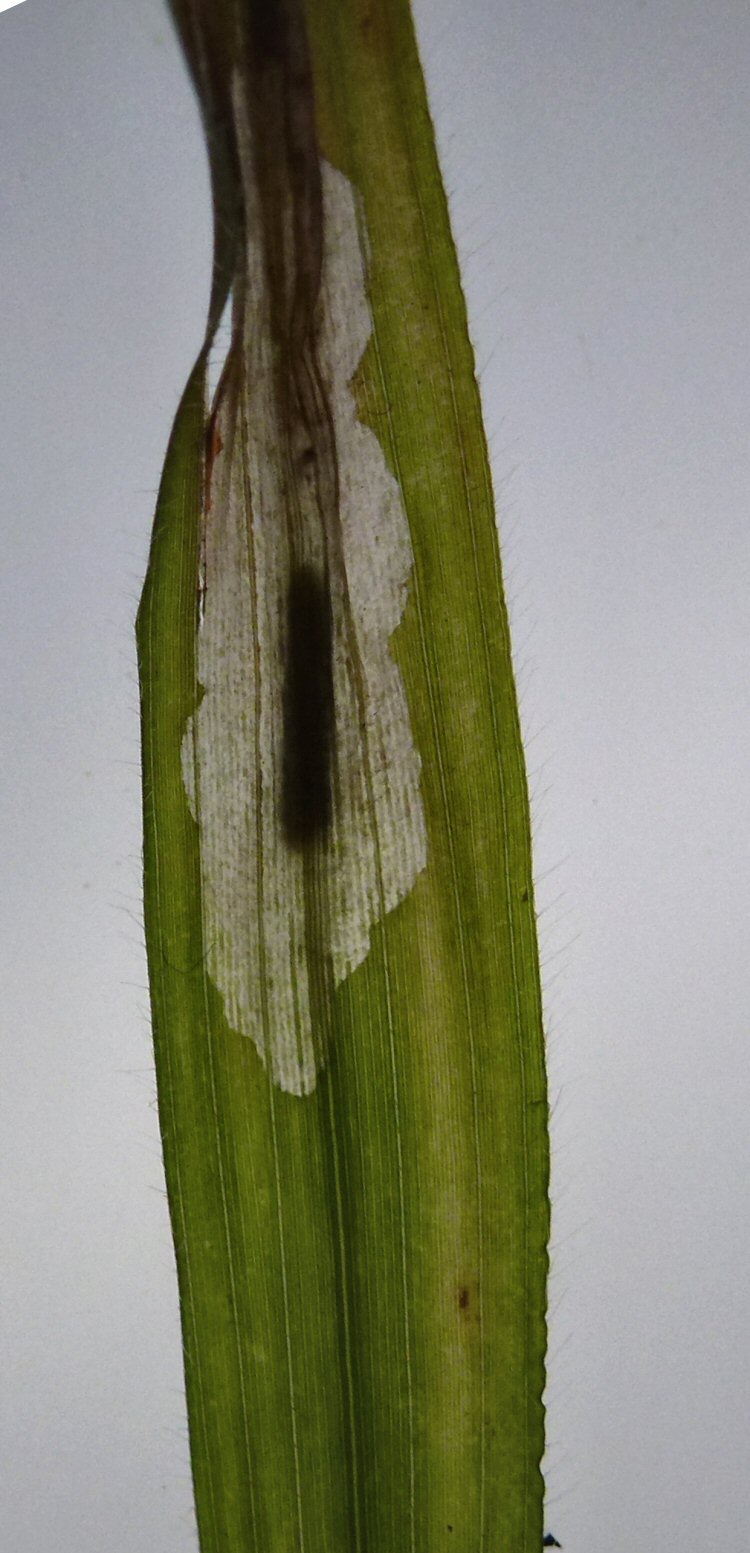 larva in mine