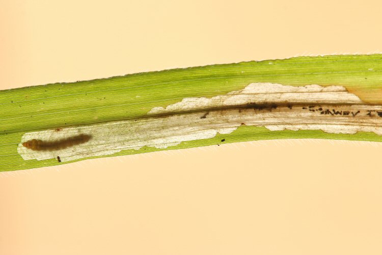 larva in mine