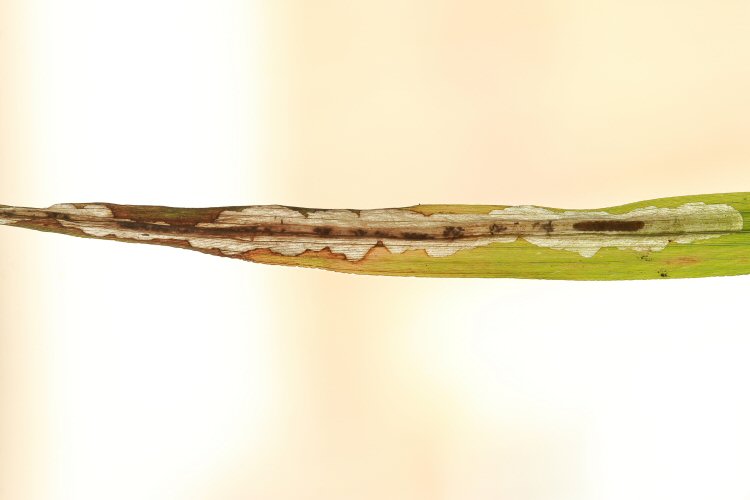 larva in mine