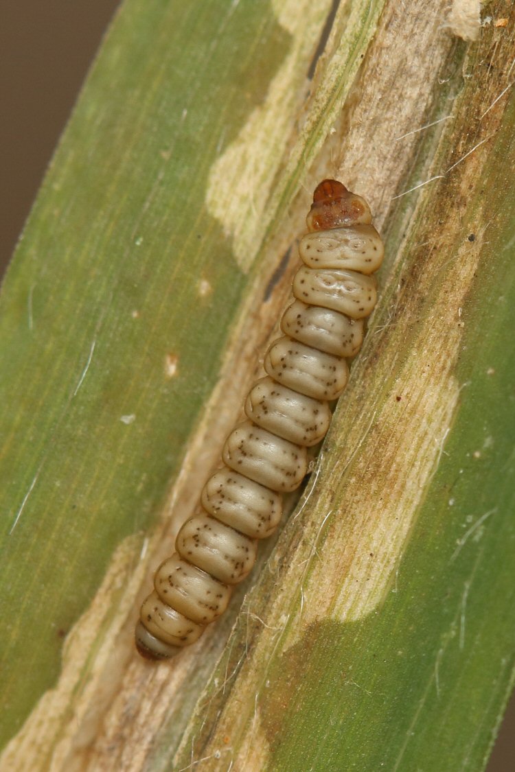 larva