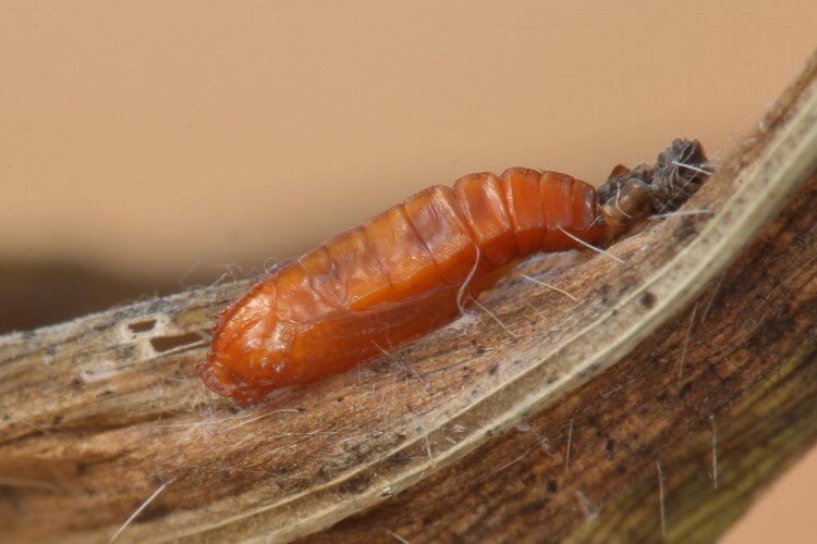 pupa