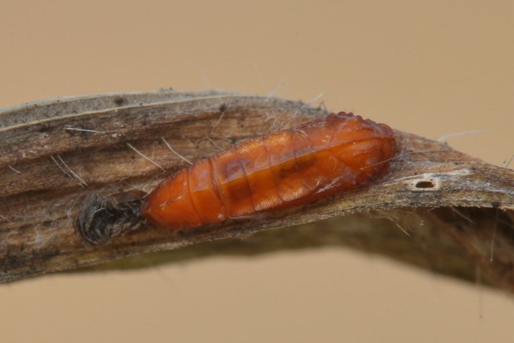 pupa