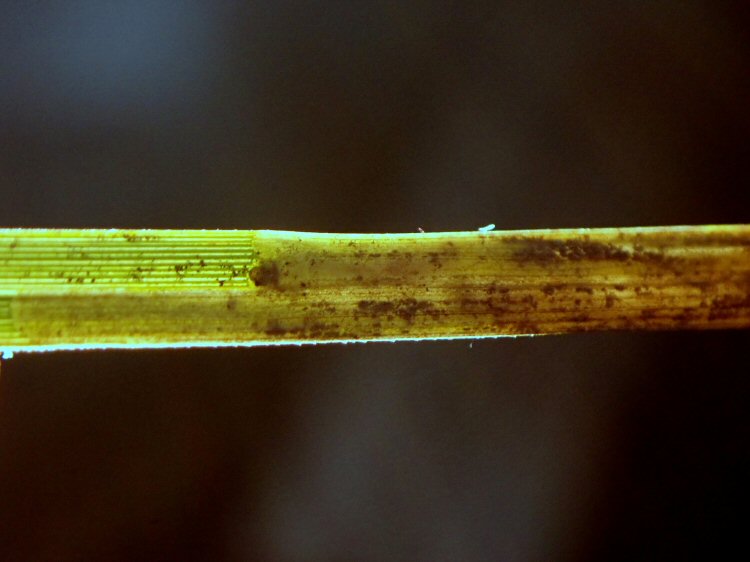 larva
