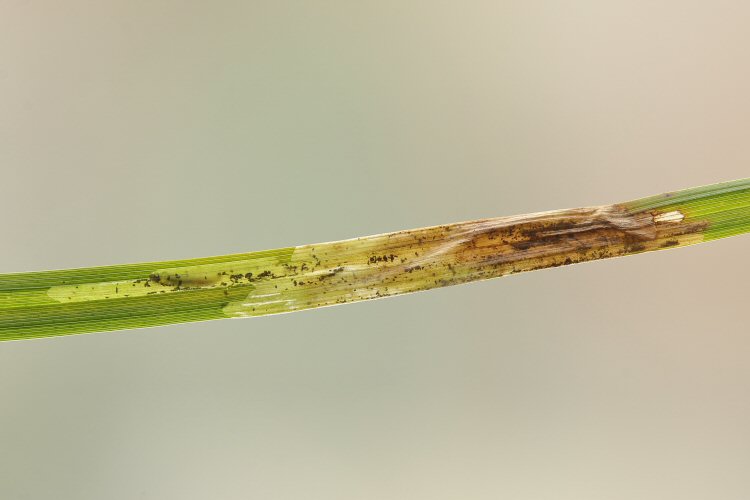 larva in mine