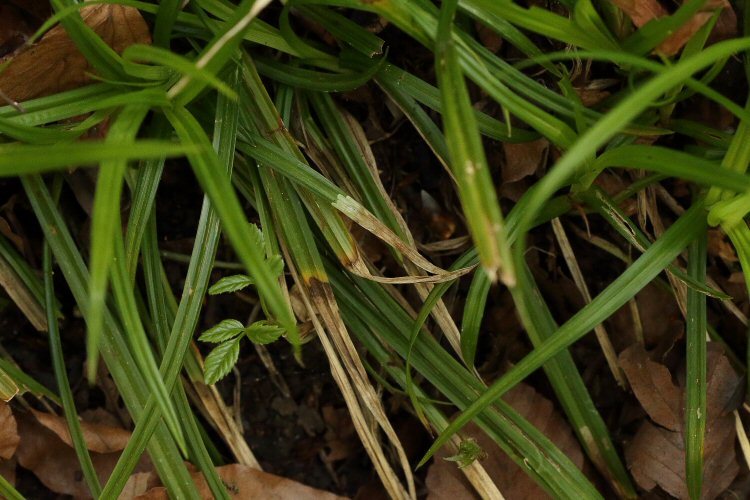 mines in spring