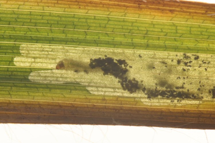 larva in mine