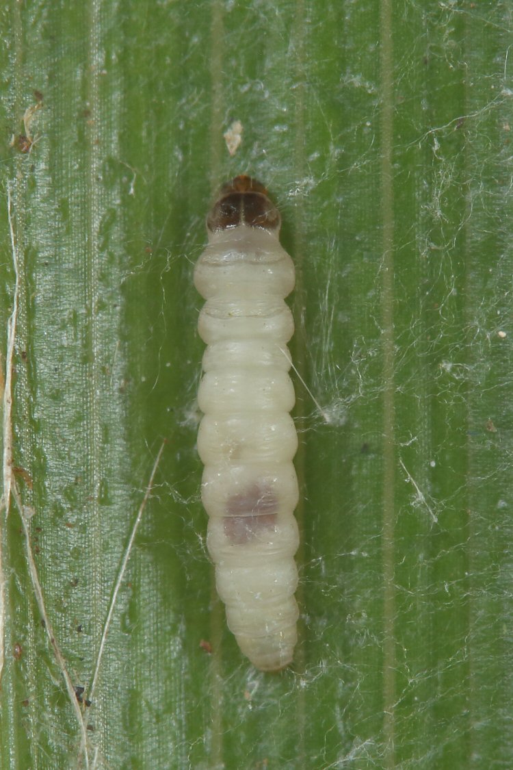 larva