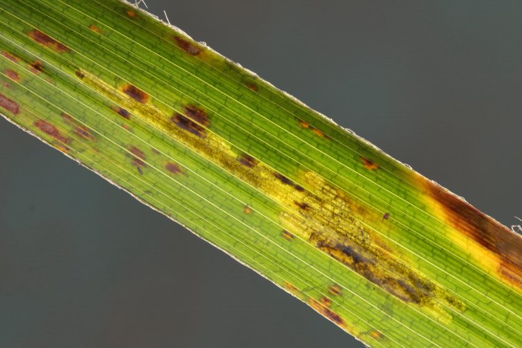 larva in mine