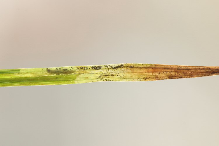 larva in mine