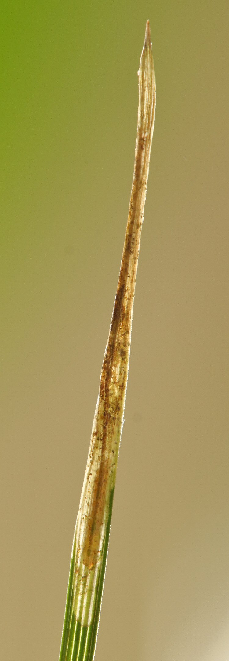 larva in min e