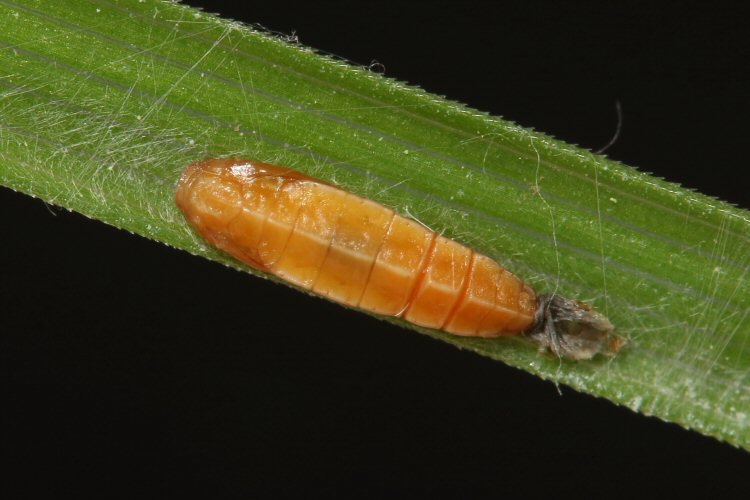 pupa