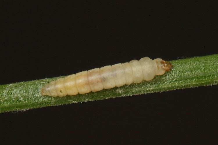 larva