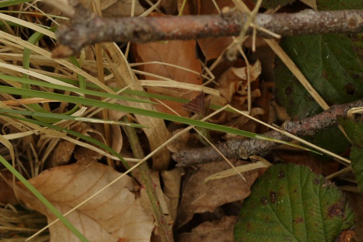 leaf tip mine