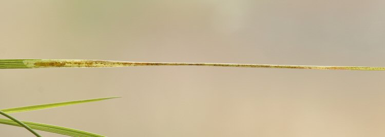 larva in mine