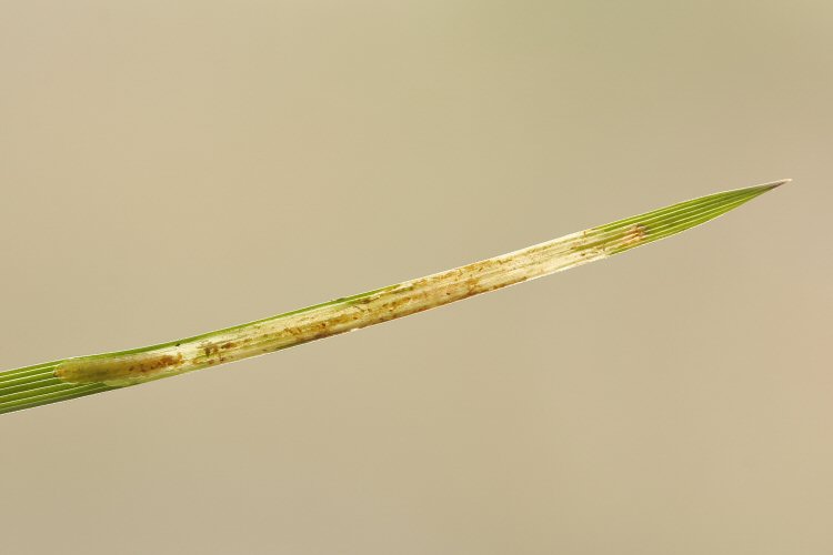 leaf tip mine
