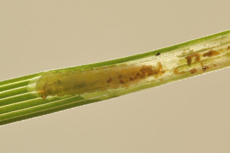larva in mine