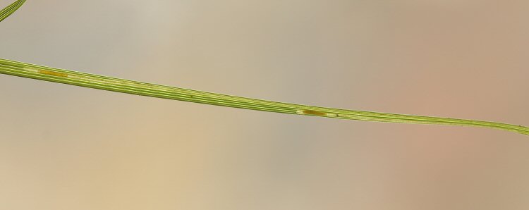 two larvae in leaf