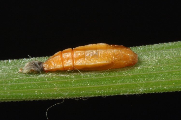 pupa