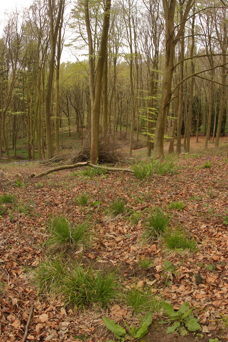 habitat