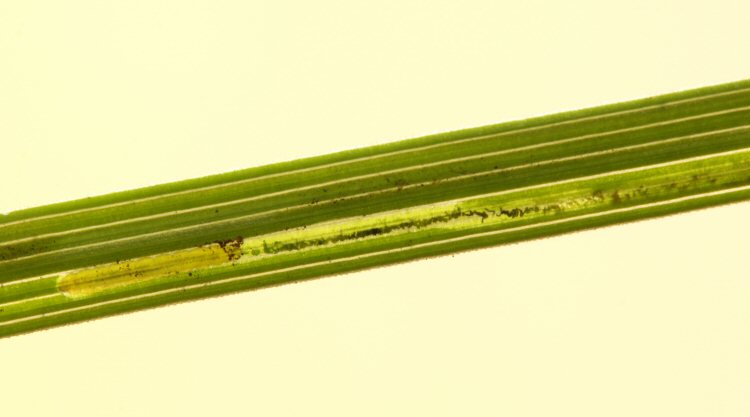 close up of larva