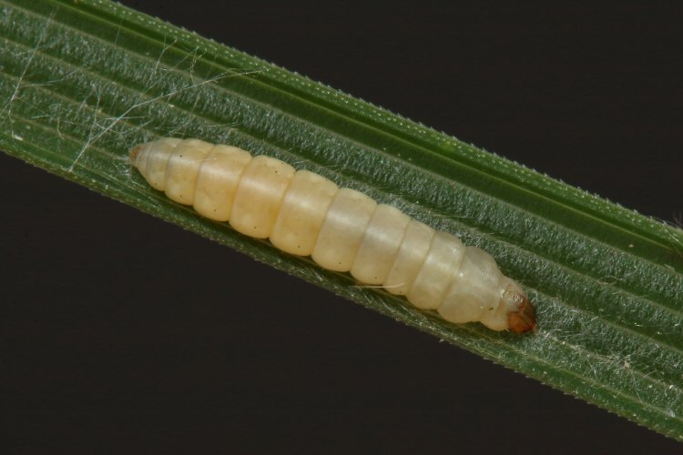 larva