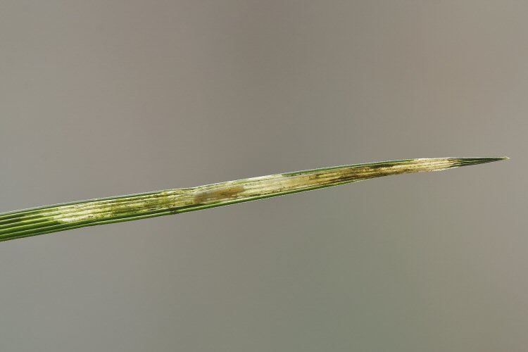 larva in minme