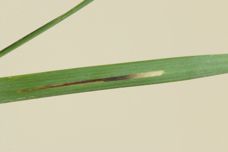 underside of leaf